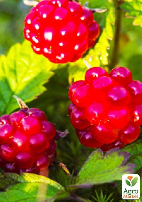 Княженика садовая "Аура"(высокоурожайный сорт)