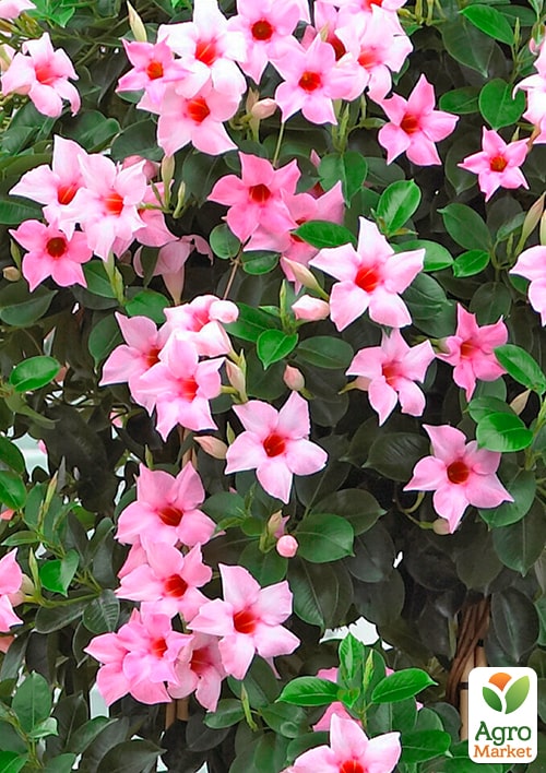 Дипладения (Mandevilla) "Classic Cream Pink" (цветущая лиана) - фото 5