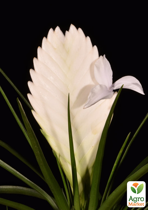 Тилландсия "Biancini" (Tillandsia Cyanea) - фото 6