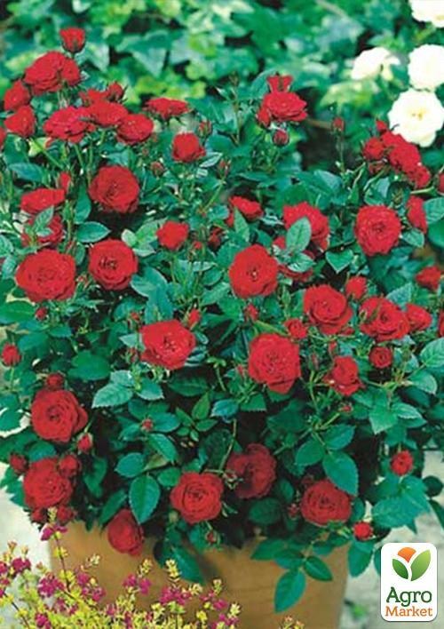 Роза патио "Беби Баккара" (Baby Baccara®)