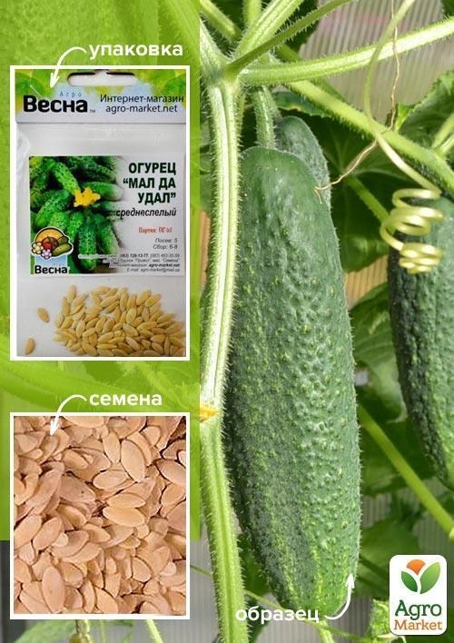Огурец "Мал да удал" (Зипер) ТМ "Весна" 1.5г