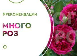 Як виростити троянду з букета - корисні статті про садівництво від Agro-Market