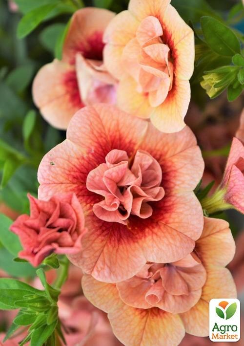 Калибрахоа Calita "Double Apricot" (контейнер №10, высота 10-15см)