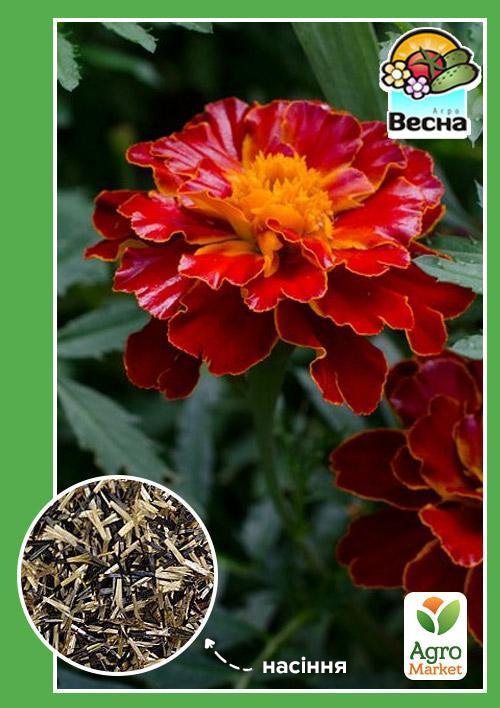 Чорнобривці "Кармен" ТМ "Весна" 0.3г - фото 2