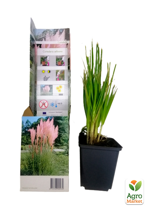 Кортадерия Серебристая "Rose" (пампасная трава) - фото 5
