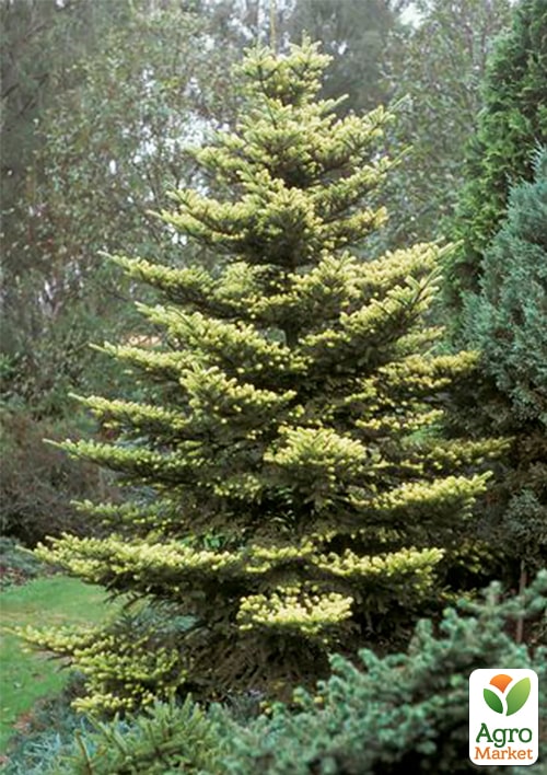 Ялиця корейська "Aureа" С7.5, висота 50-60см