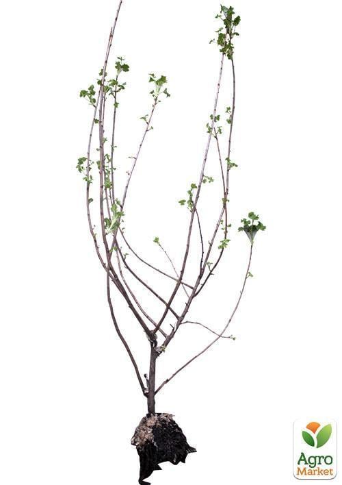 Йошта гібрид смородини-агрусу "Бонн" (ранній термін дозрівання) - фото 5