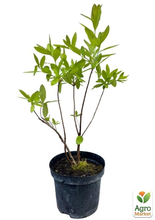 Азалія 2-х річна "Arima" С3 висота 25-50см - фото 2