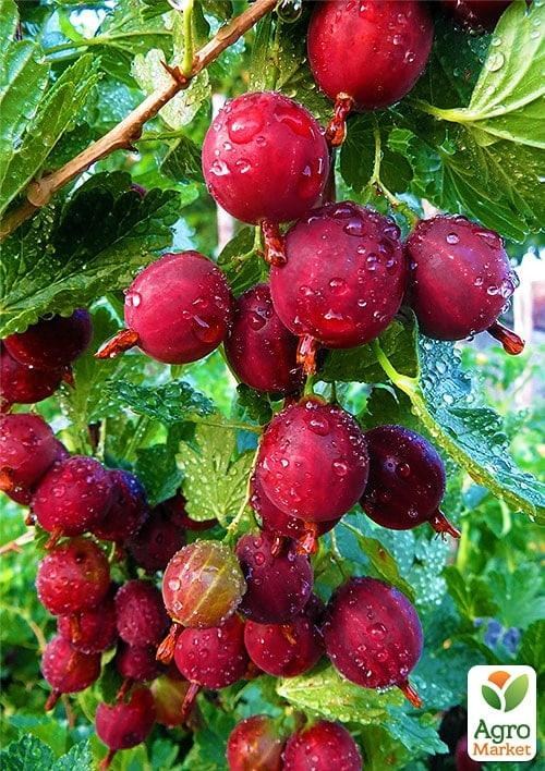 Крыжовник "Карпаты" (средний срок созревания)