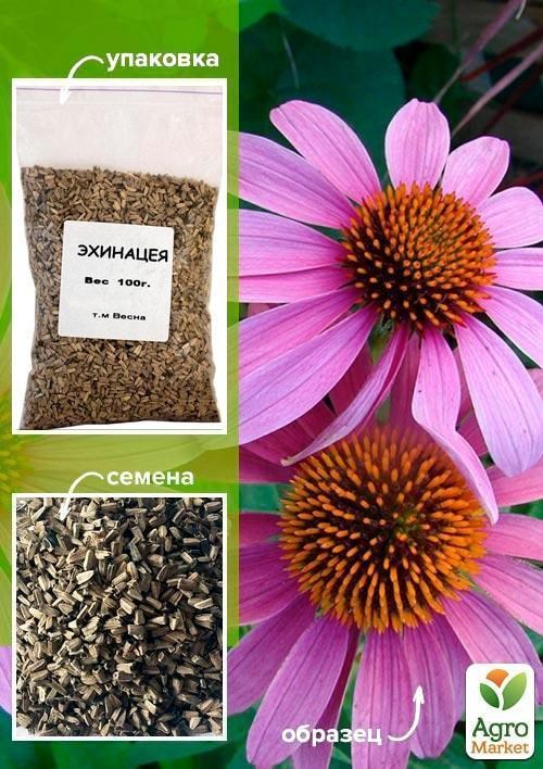 Эхинацея ТМ "Весна" 100г