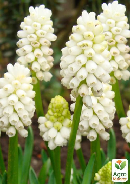 Мускари "Botryoides Album" (размер 5/+ , средний)