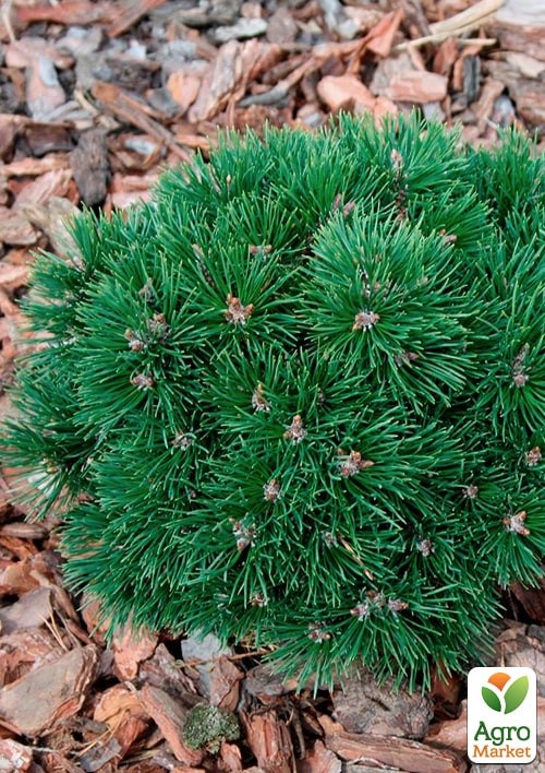 Сосна горная "Varella" С3, высота 20-30см - фото 4