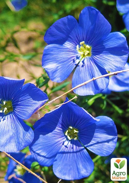 Лен голубой (в банке) ТМ "Весна Органик" 10г