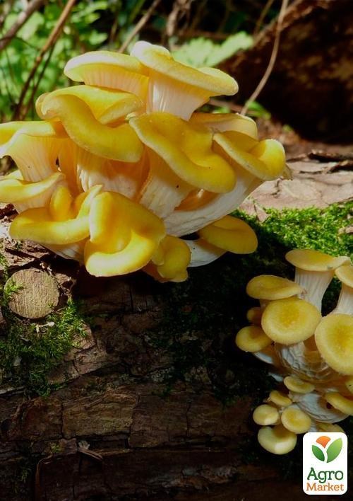 Міцелій на дубових брусочках "Глива лимонна-жовта" 10шт