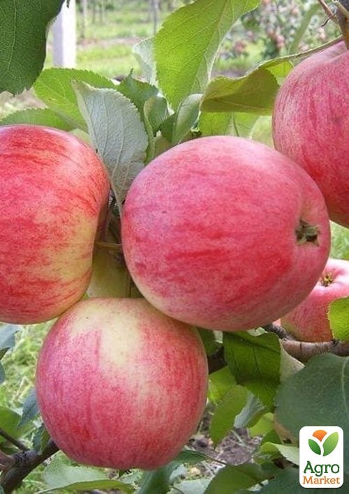 Яблоня "Слава Победителям" укорененная в контейнере (саженец 2 года) - фото 4