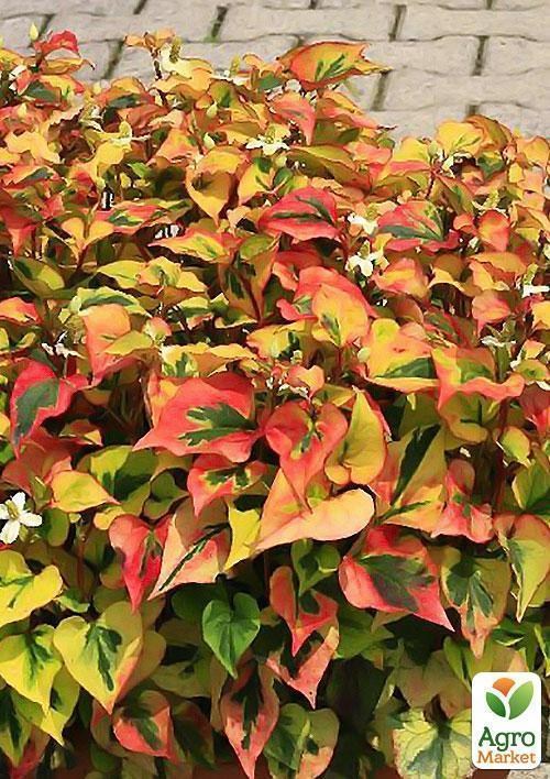 Хоуттюйния сердцевидная Хамелеон - фото 3