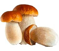 Міцелій білого гриба