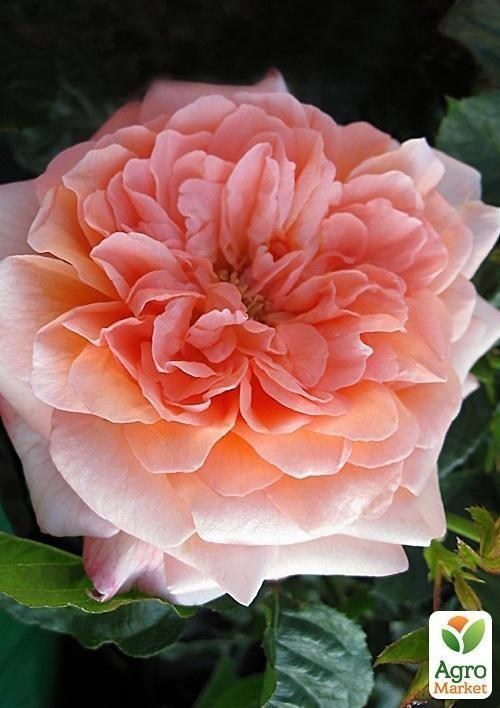 Троянда флорибунда "Інгліш Сонет"