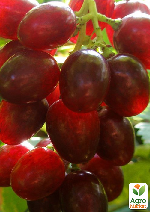 Виноград десертный "Аль де Феллине" (сладкий гармоничный)