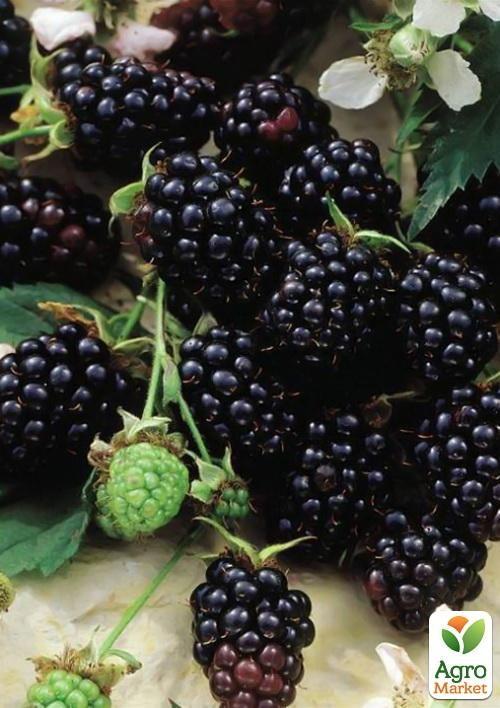 Ежевика поздняя "Честер" (Chester) - фото 4