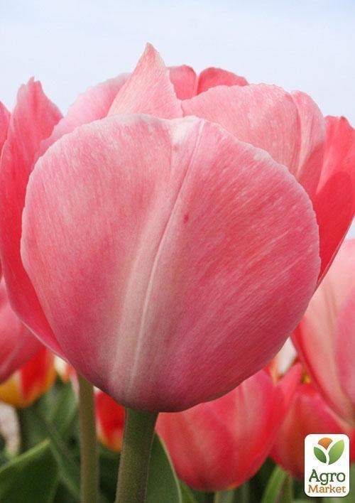 Тюльпан "Mystic van Eijk" (размер 11/12 , крупный) 3шт в упаковке