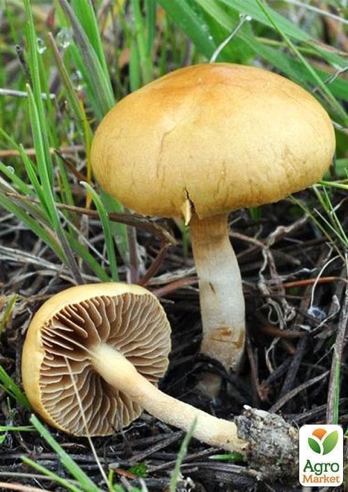 Сухої зернової міцелій "агроцібе" 100г