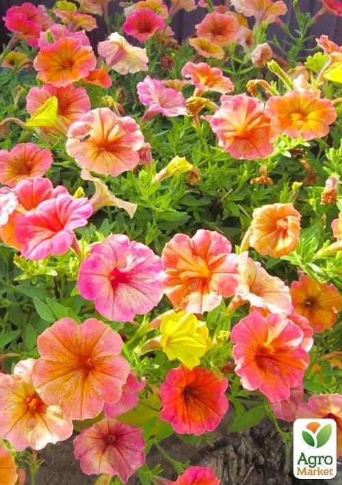 Петуния Cascadias "Indian Summer" (контейнер №10, высота 10-15см) - фото 2