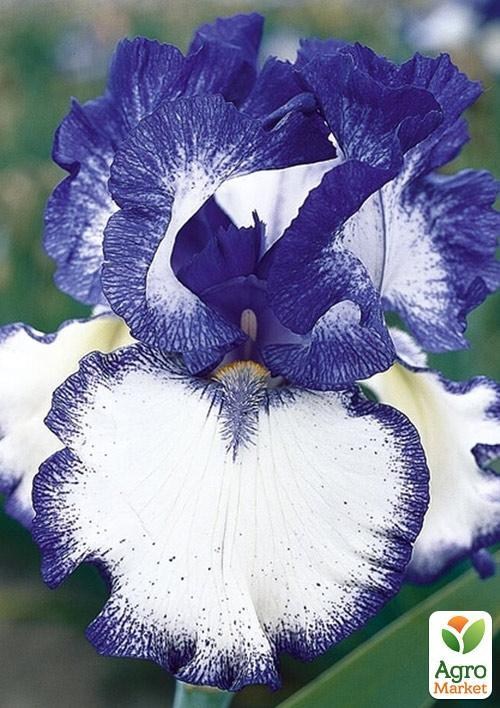 Ирис бородатый крупноцветковый "American Classic"  