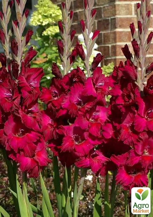 Гладіолус "Plumtart" 