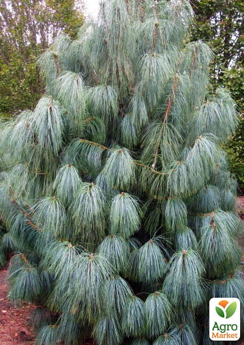 Сосна Гималайская "Griffithii" ( горшок P9)