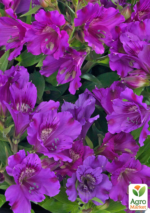 Альстромерия inticancha Patio "Indigo" (выращено in-vitro) С1,5 - фото 2