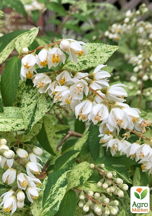 Дейция изящная "Variegata"  - фото 3