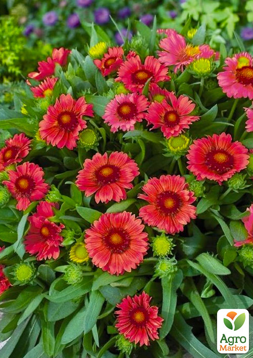 Гайлардія багаторічна великоквіткова "Guapa Red" (вазон Р9)