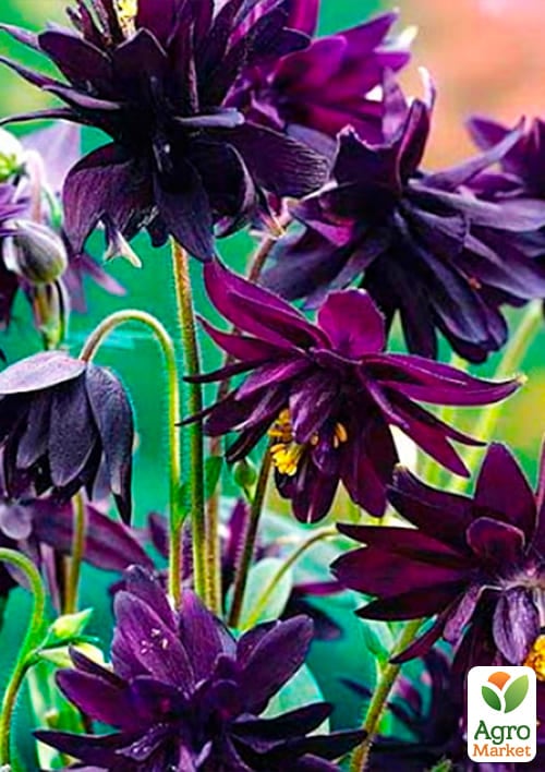 Аквилегия махровая "Black Barlow" 1шт в упаковке - фото 4