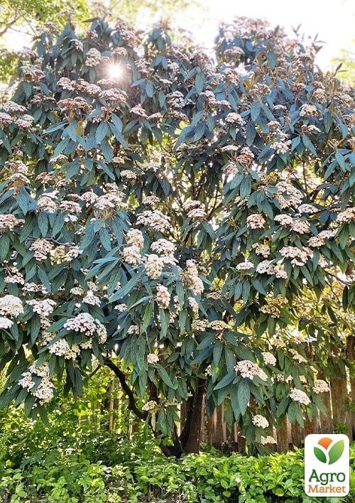 Калина вічнозелена зморшкувата (Viburnum rhytidophyllum) - фото 2