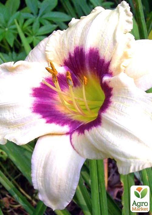 Лилейник "Pandoras Box" 1шт в упаковке