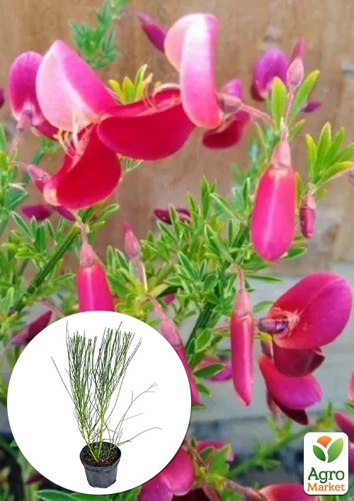 Ракитник 3-х летний "Johnson`s Crimson" вазон С4