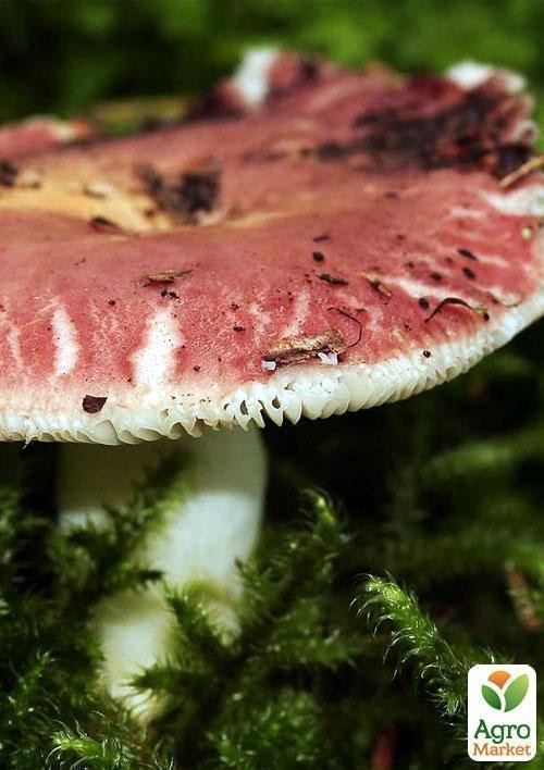 Сухой зерновой мицелий "Сыроежка пищевая" 100г