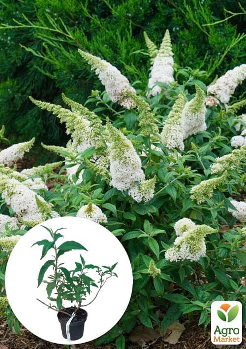 Буддлея Давида "White Profusion" С3, высота 20-40см
