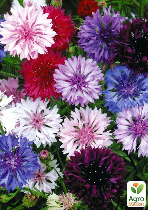 Василек (Зипер) ТМ "Весна" 0,5г - фото 2