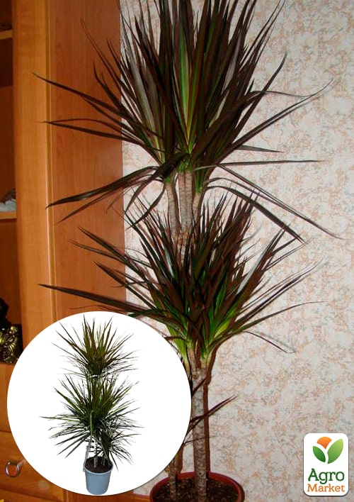 LMTD Драцена "Magenta" (трехярусная, высота 110-130см) вазон С5