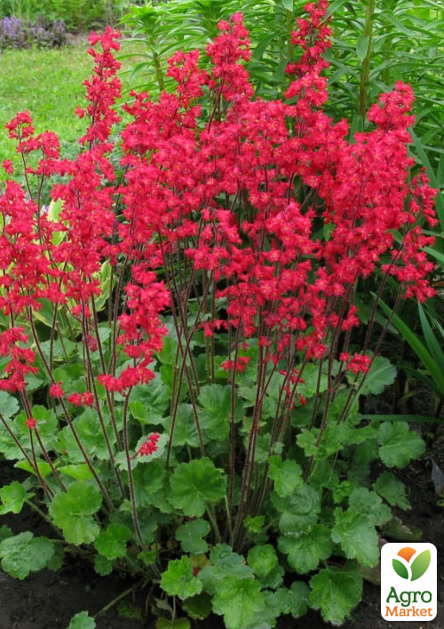 Гейхера (Heuchera) "Splendens" (С1, высота 15-30см)
