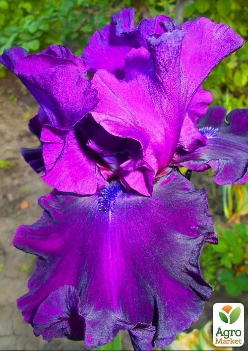 Ірис бородатий великоквітковий "DIABOLIQUE" 1шт в упаковці
