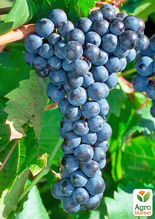 LMTD Виноград "Schuyler" (сортовий, укорінений) - фото 2