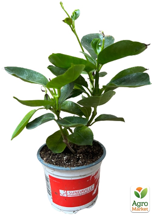 Дипладенія (Mandevilla) "Jasper Velvet Red" (квітуча ліана) - фото 5