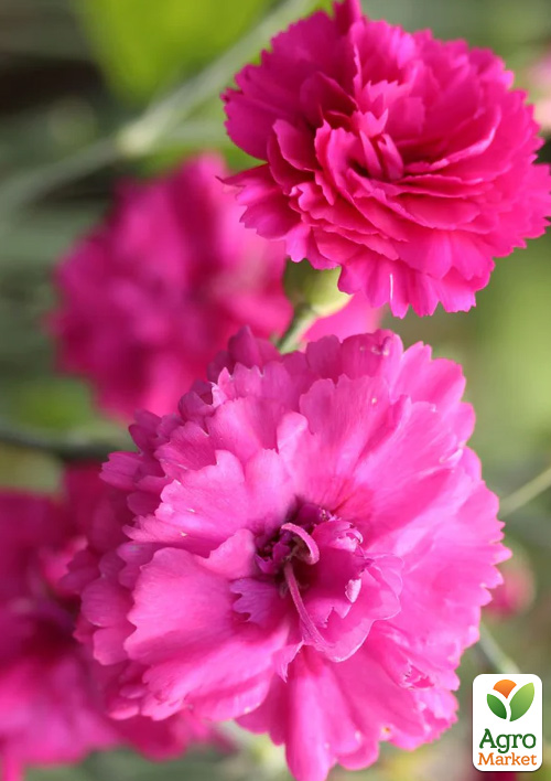 Гвоздика Махровая "Devon Wizard" 