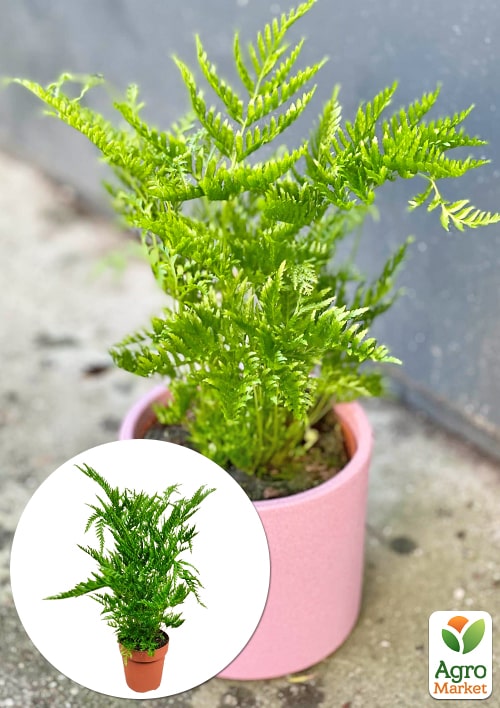 Птерис вечнозеленый "Straminea" высота 30-40см