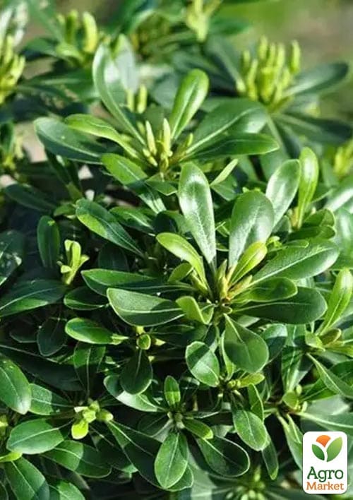 Лавр Австралийский "Pittosporum Tobira" (вечнозеленый, высокие декоративные качества) - фото 2