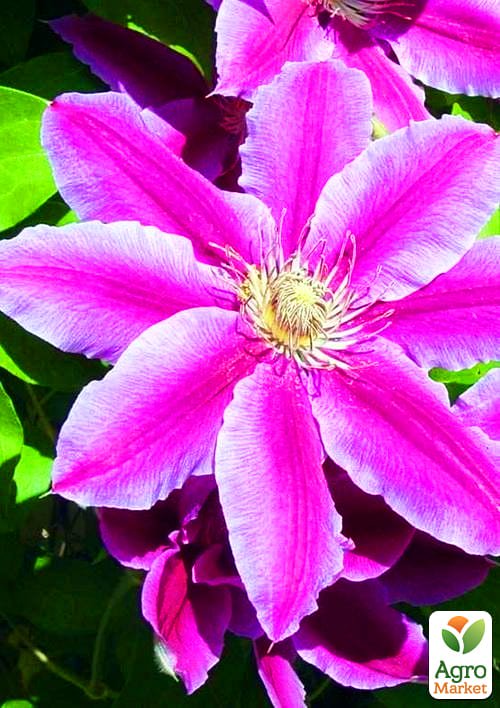 Клематис "Nelly Moser" (повторноквітучий сорт)