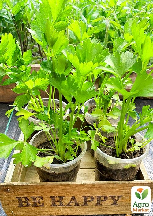 Рассада Сельдерей «Корневой» (фермерское взращивание), 1шт в упаковке - фото 2